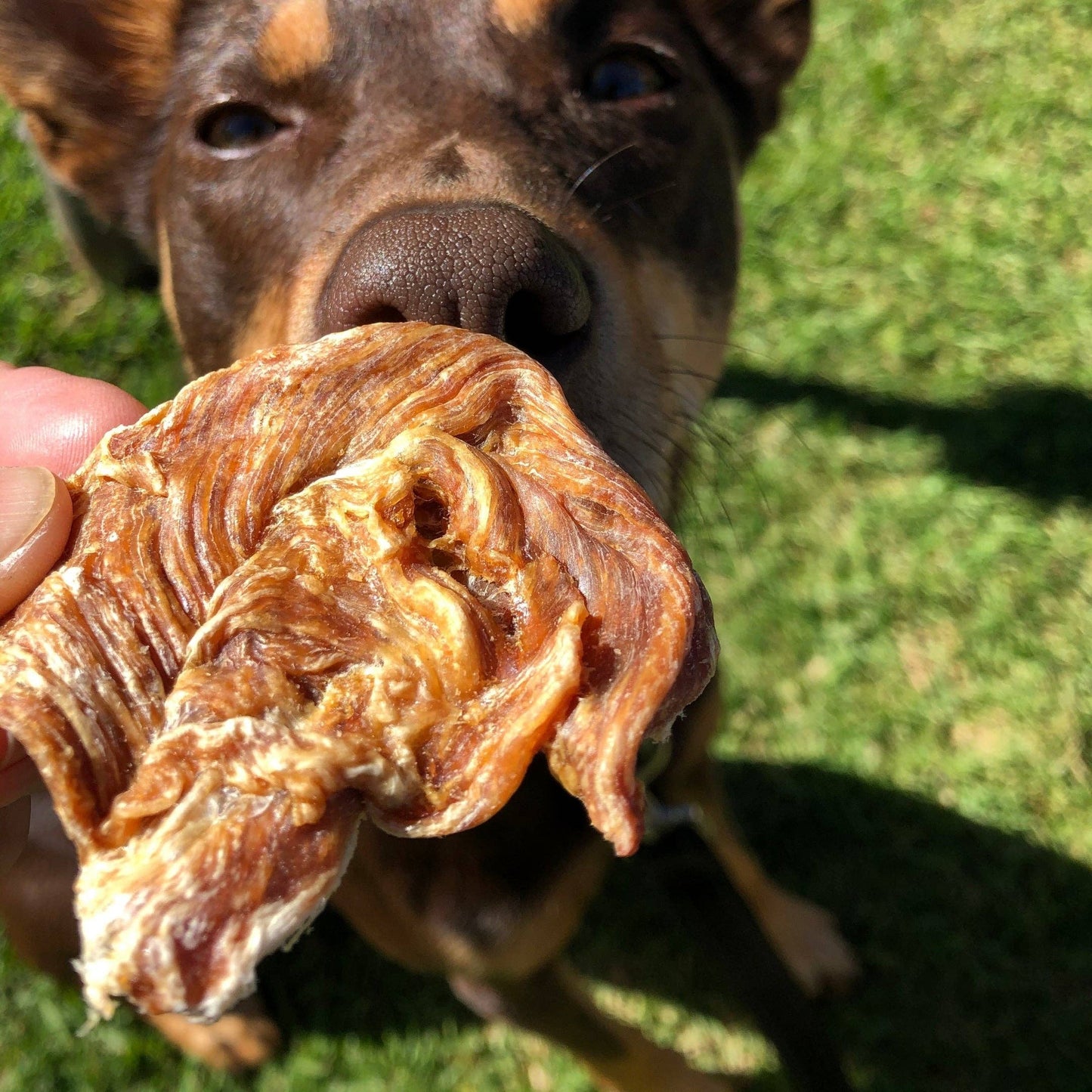 Chicken Breast Jerky