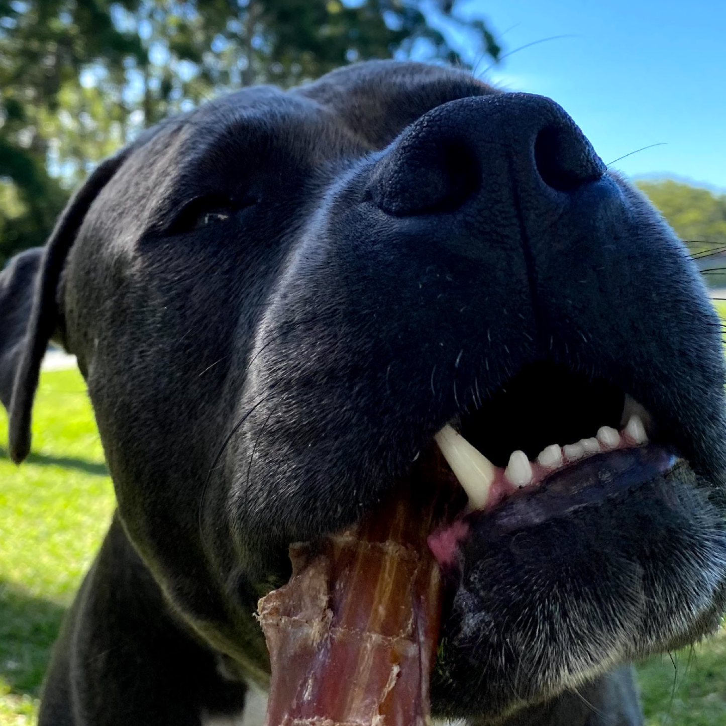 Bully Bites - Healthy Dog Treats