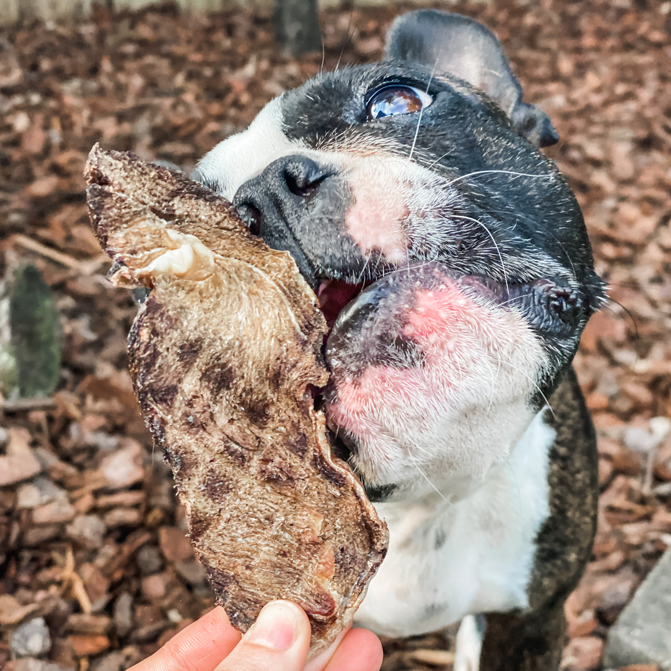 Venison Jerky