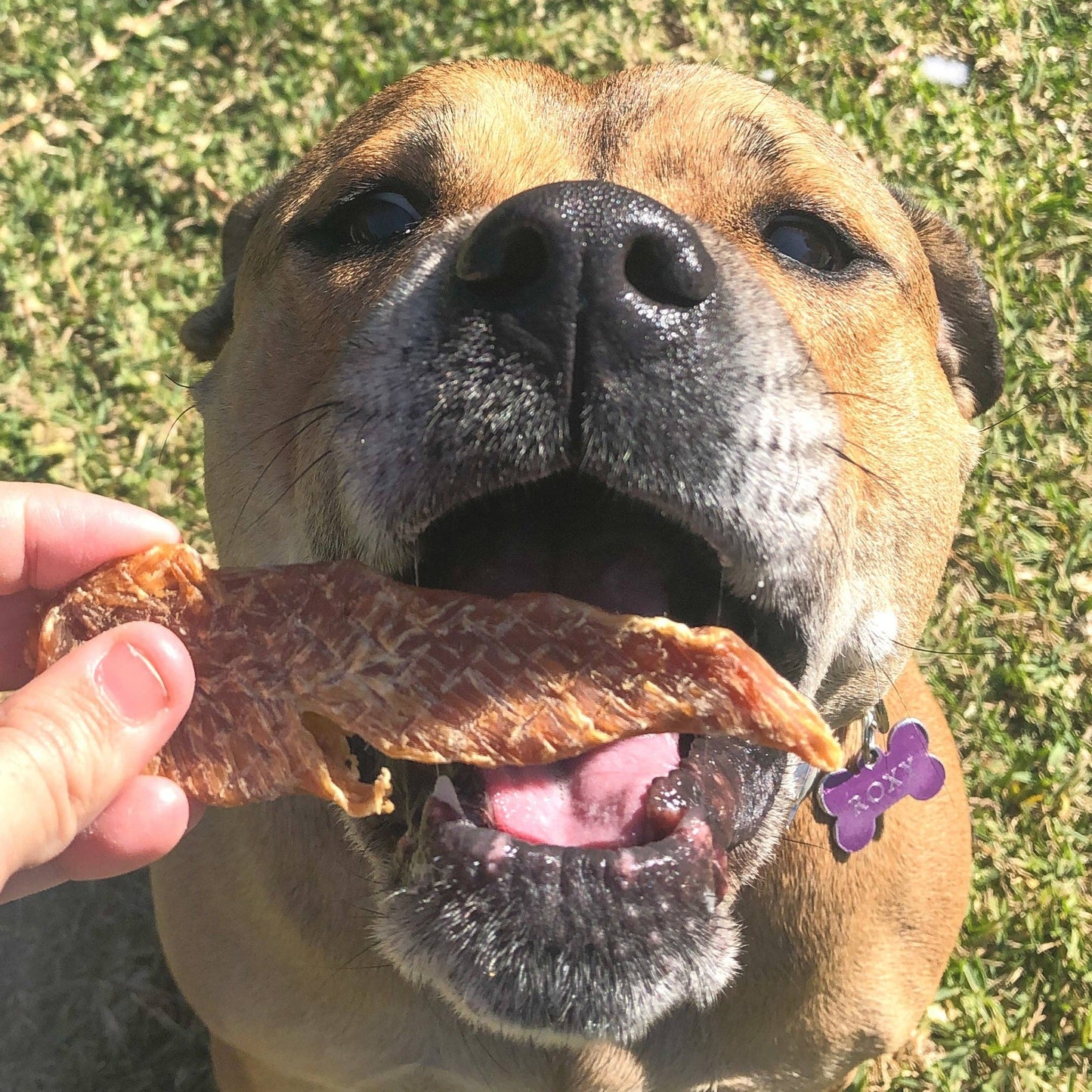 Chicken Breast Jerky