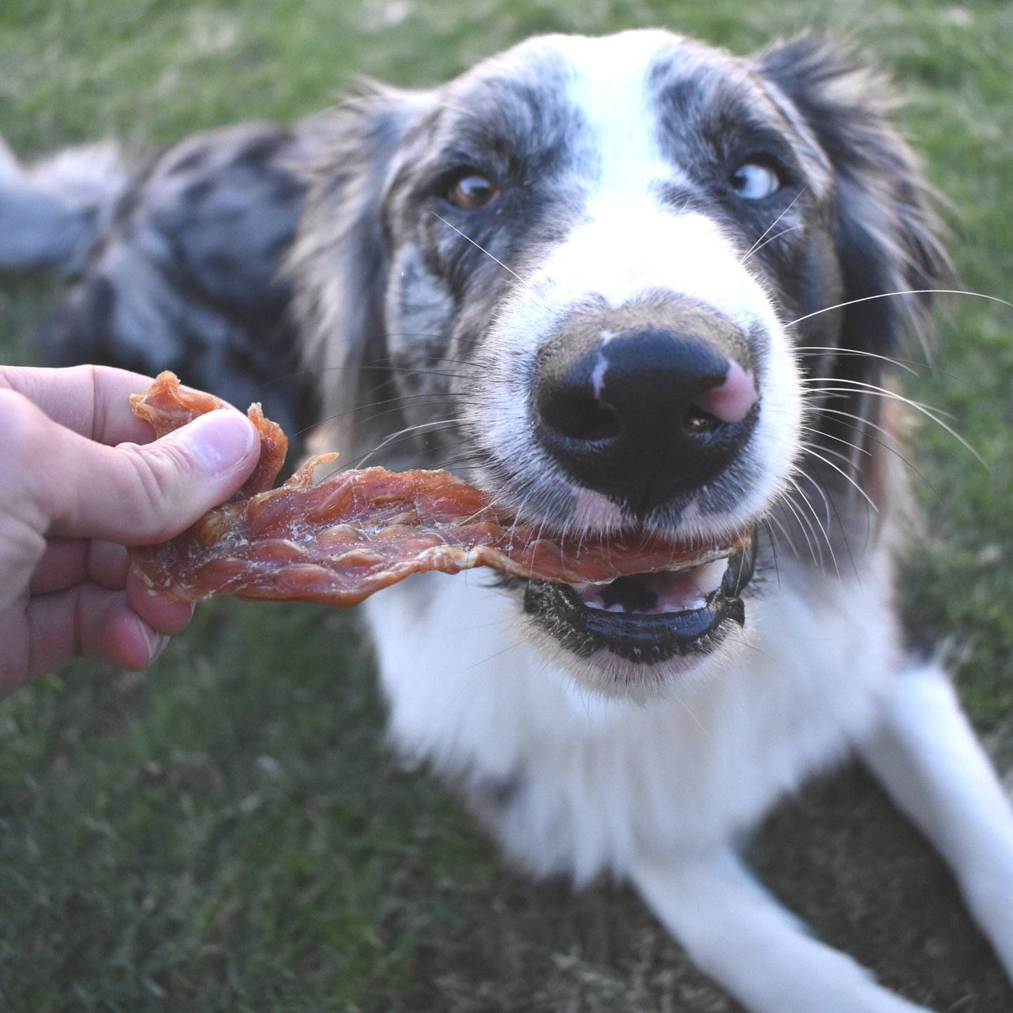 Chicken Breast Jerky