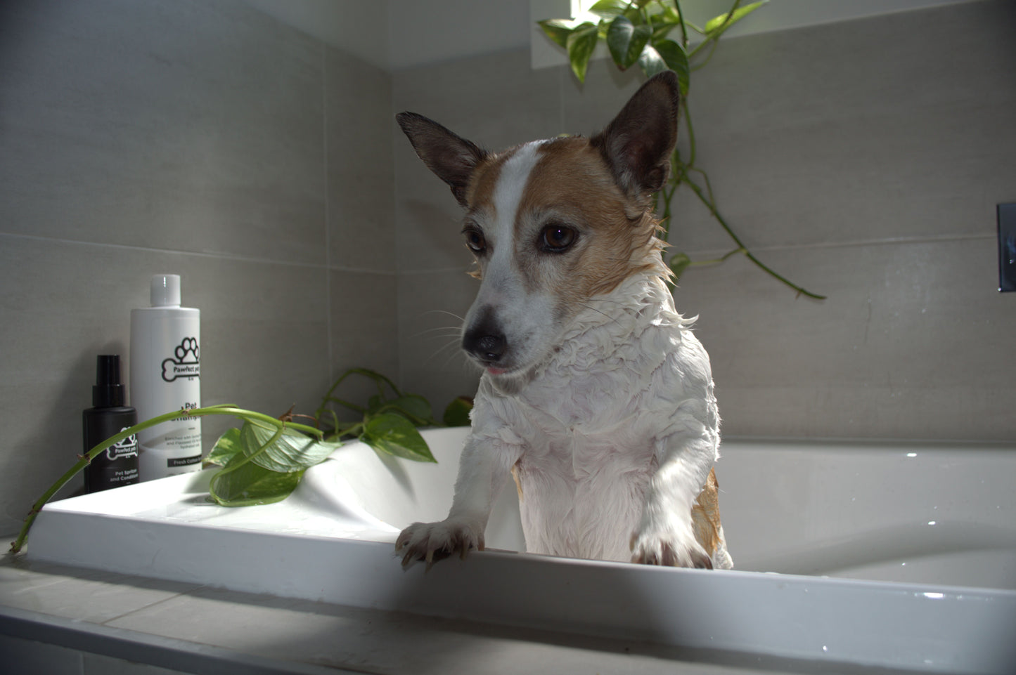 Pet Shampoo & Conditioner Spritz Bundle - Fresh Cotton